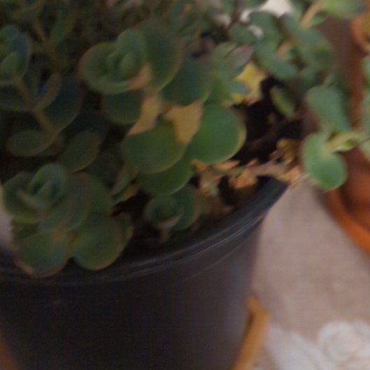 Photo of the plant species Lime Zinger Stonecrop by @WhollyBroccoli named Sproutacus on Greg, the plant care app