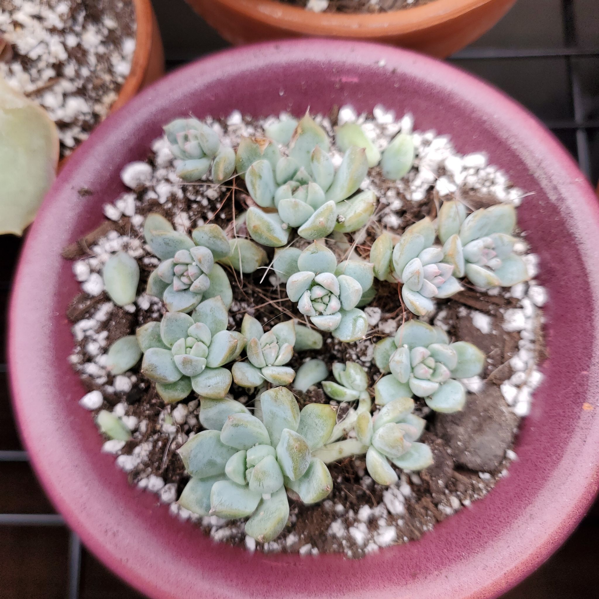 A Prolific Echeveria succulent in a pot with visible soil, well-framed and mostly centered.