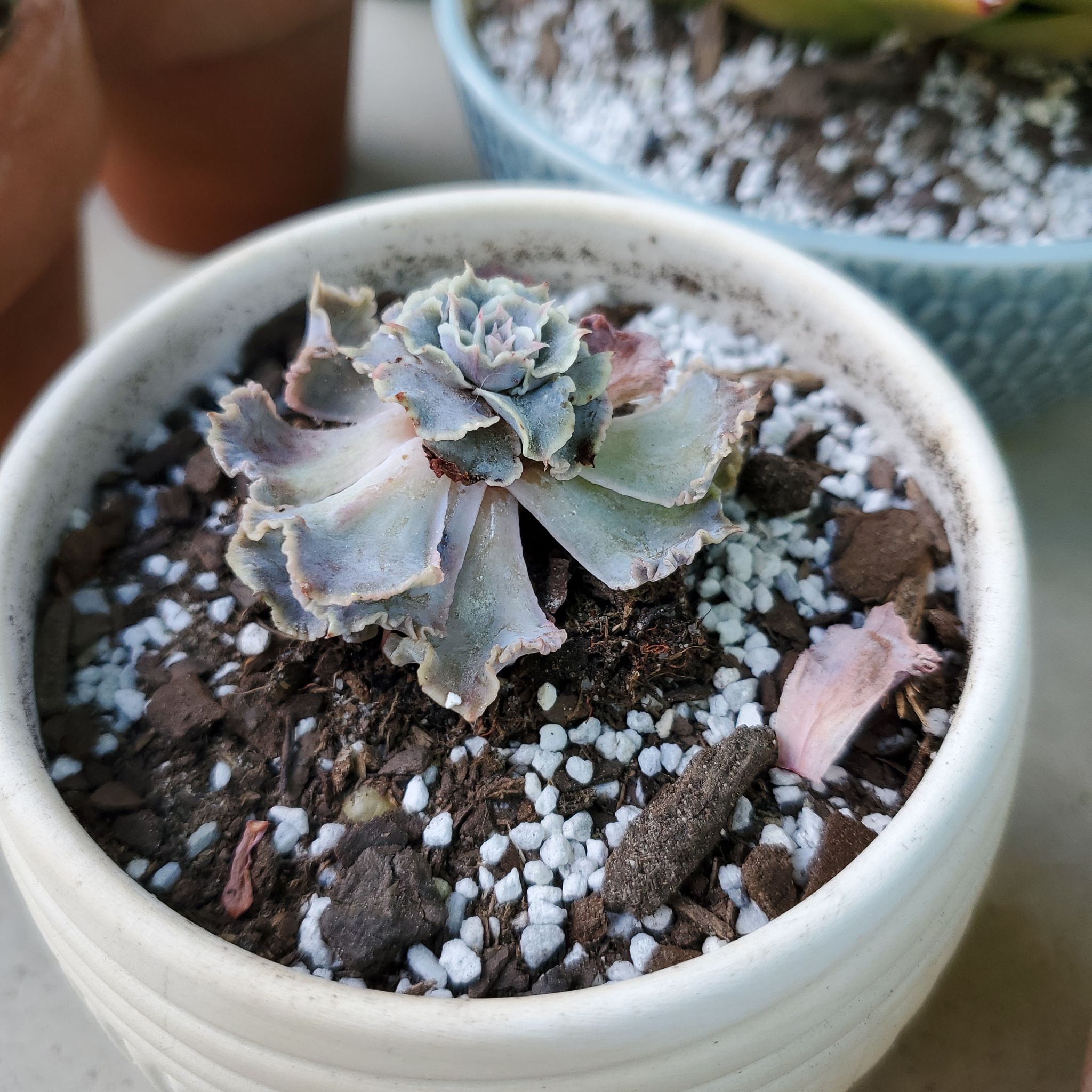 Potted Echeveria 'Neon Breakers' with browning leaves and visible soil.