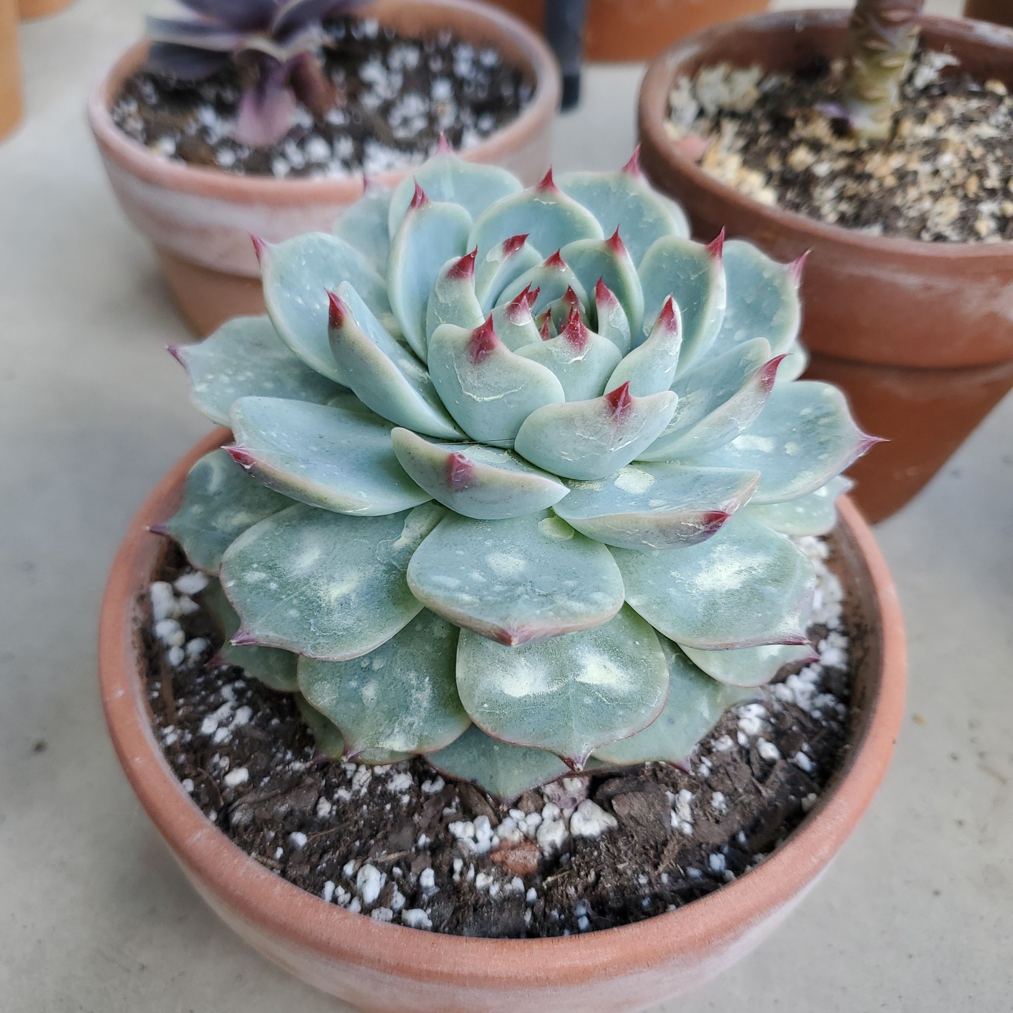Echeveria colorata succulent in a terracotta pot with visible soil.
