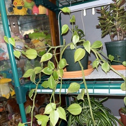 Vining Peperomia plant