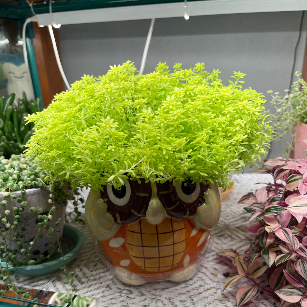 Tokyo Sun Stonecrop plant in a decorative owl-shaped pot with vibrant green foliage.