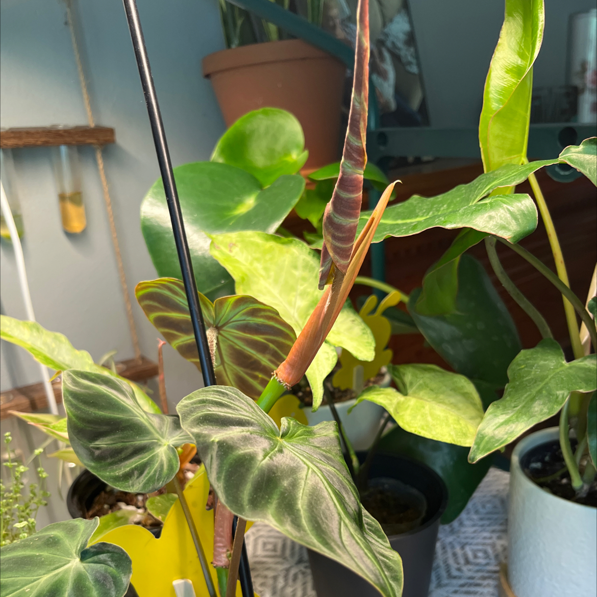 Philodendron melanochrysum x verrucosum plant with healthy leaves in a well-lit indoor setting.