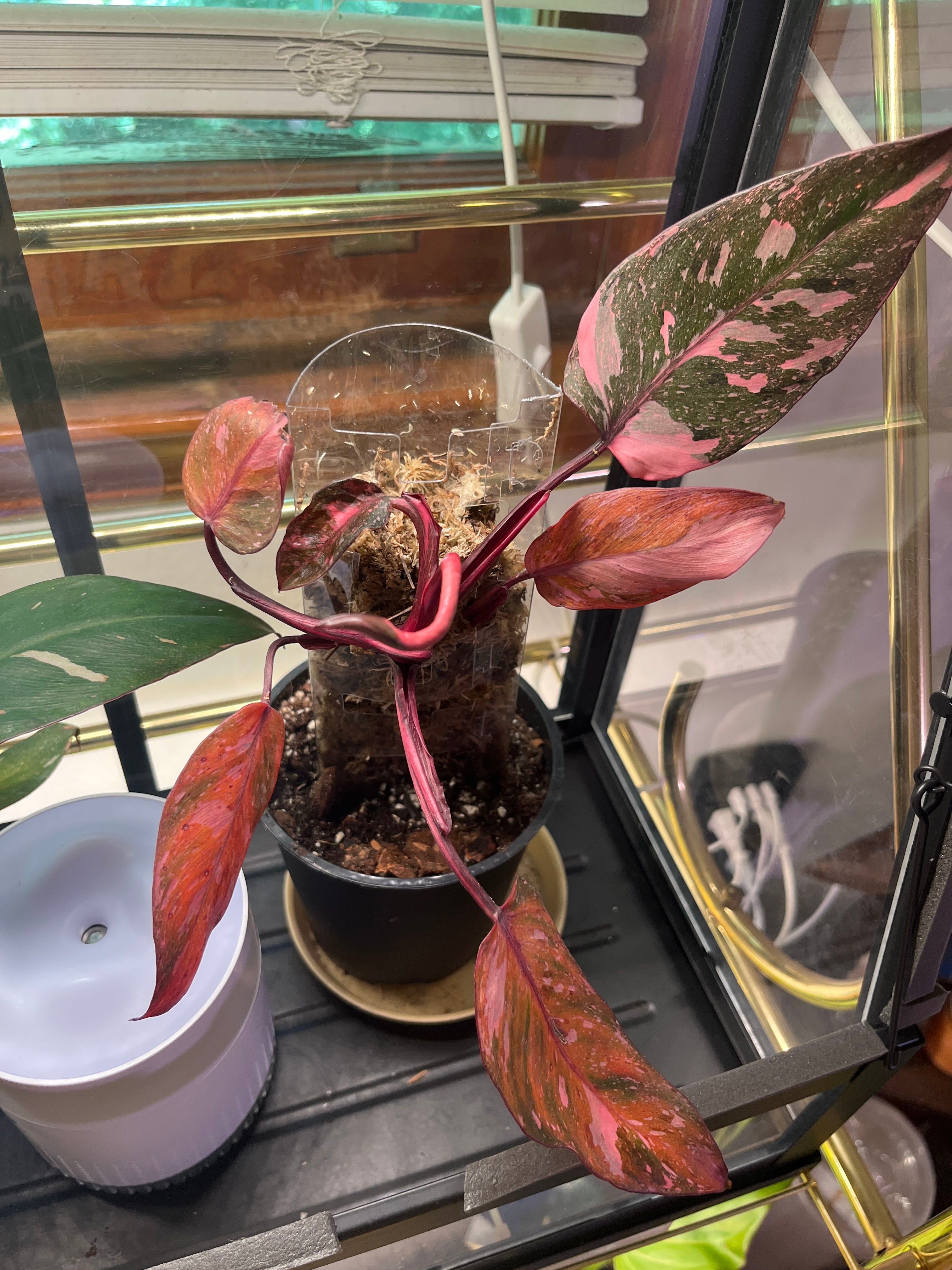 Why Is My Pink Princess Philodendron Not Doing Well?