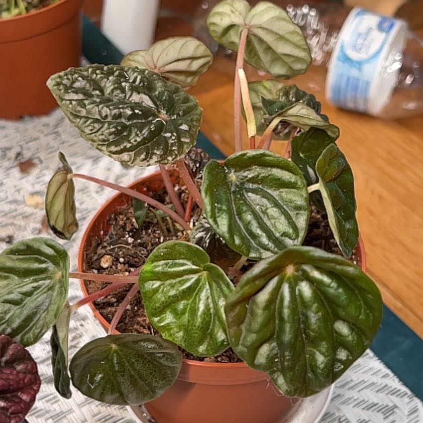 Plant care for pepperomia bellybuttons on Greg, the plant care app