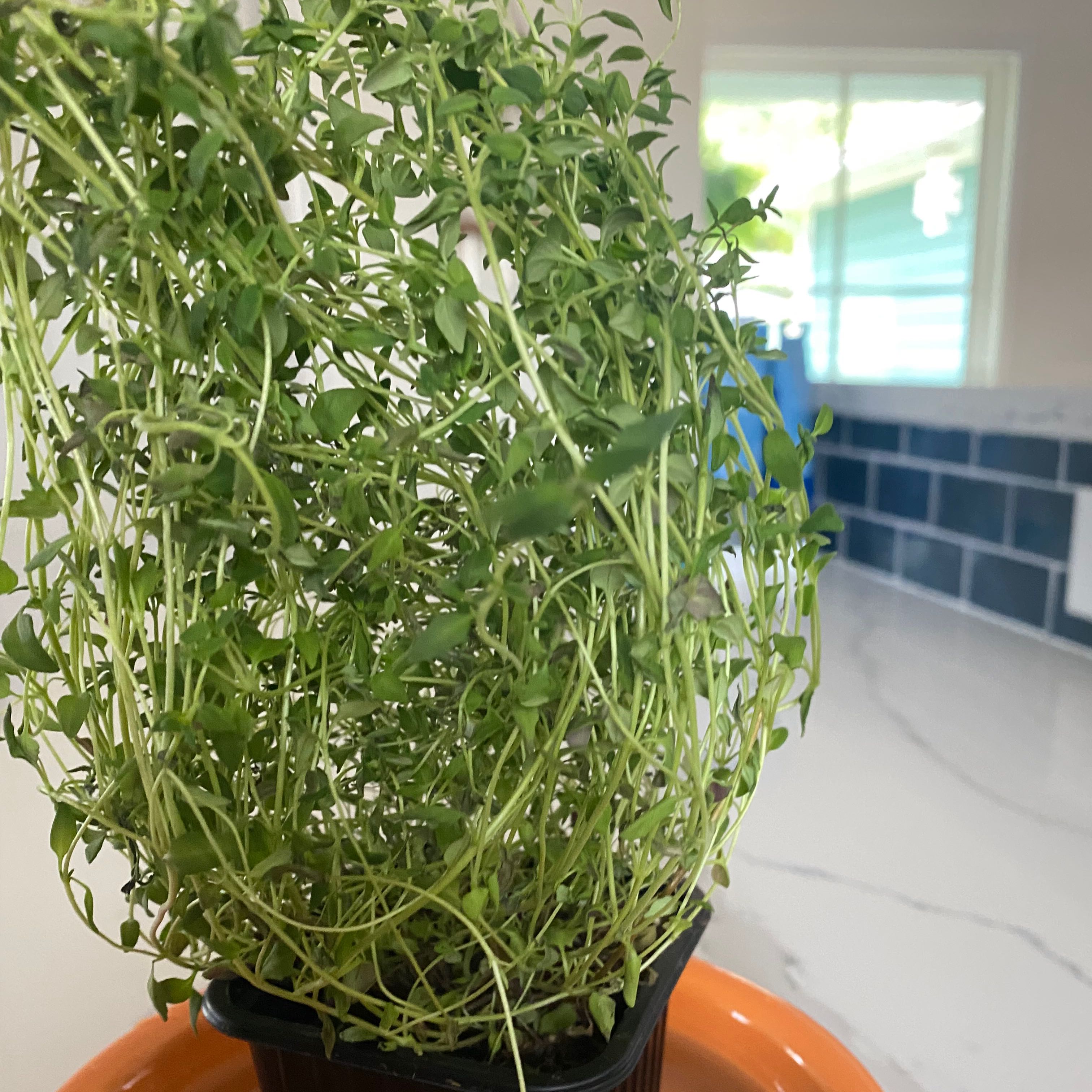 A healthy potted thyme plant with abundant green foliage sits on a kitchen counter in front of a window.