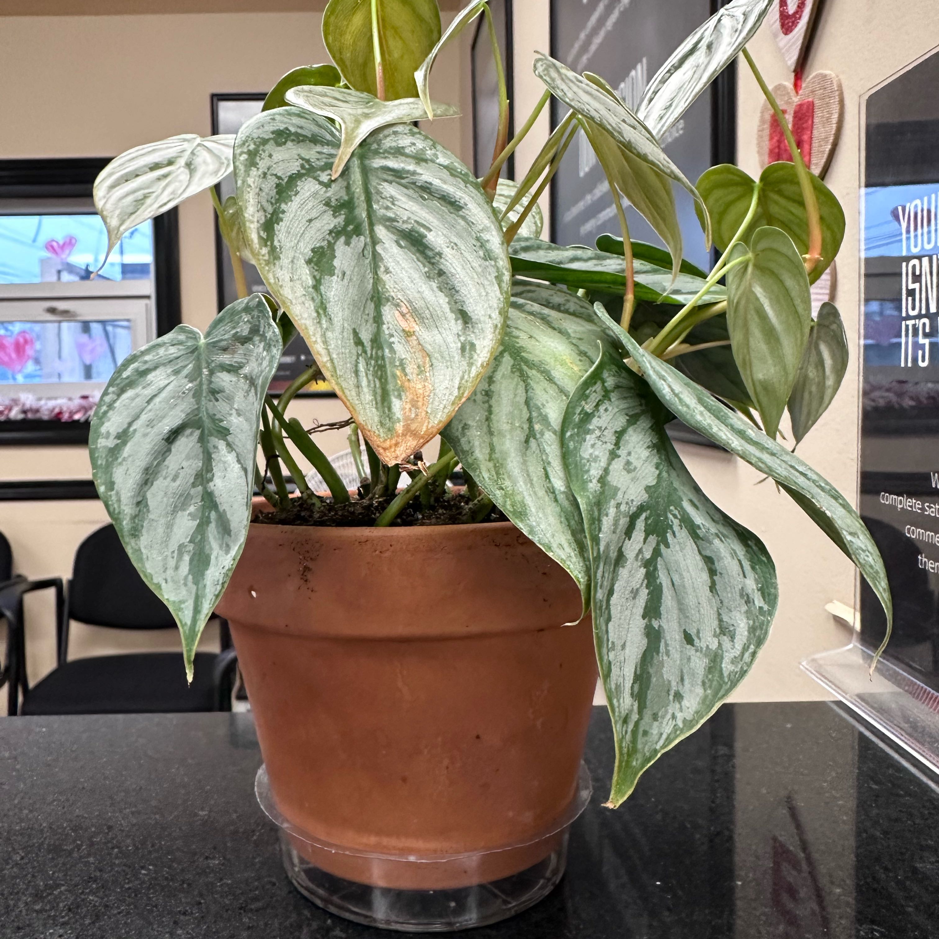 Silver Leaf Philodendron in a terracotta pot with some browning leaves.
