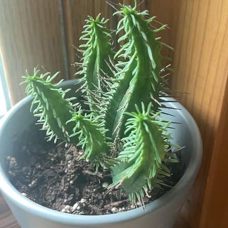 Photo of the plant species Euphorbia Aggregata by @JoannaBrady named Euphorbia Aggregata on Greg, the plant care app