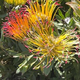 Photo of the plant species Pōhutukawa by @HardyBabytoes named Ulysses S Plant on Greg, the plant care app