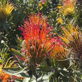 Photo of the plant species Red Pincushion-Protea by @HardyBabytoes named Gates on Greg, the plant care app