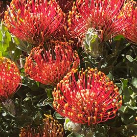 Photo of the plant species Red Pincushion-Protea by @HardyBabytoes named Apollo on Greg, the plant care app
