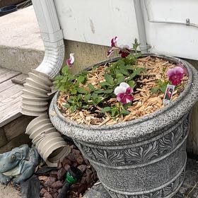 Photo of the plant species Fernleaf Lavendar by @BriskBushhoya named Dolores on Greg, the plant care app