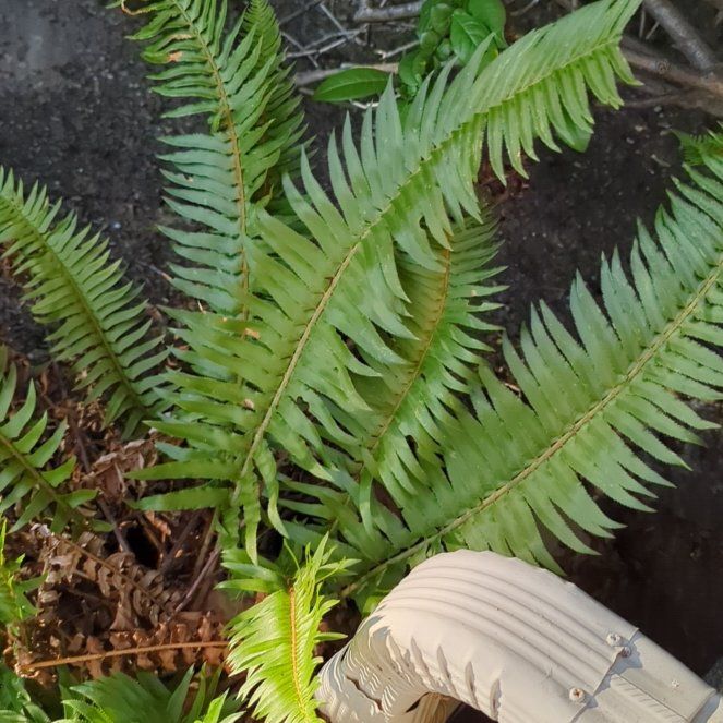 Western Swordfern uploaded to the Greg plant app by @GutsyBlackthorn