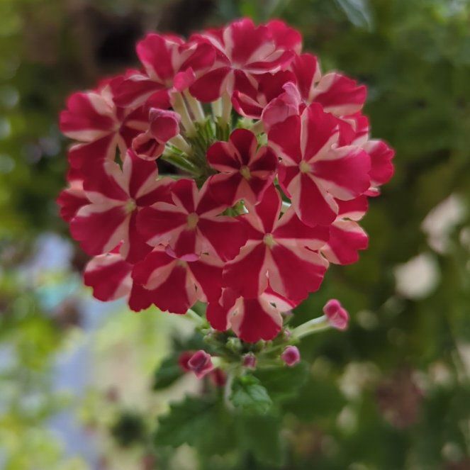Photo of the plant species Garden Verbena by @GutsyBlackthorn named Maya on Greg, the plant care app