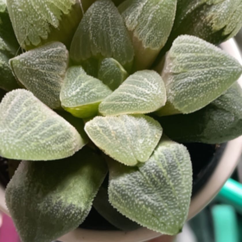 Haworthia emelyae uploaded to the Greg plant app by @WelsomeCowbane