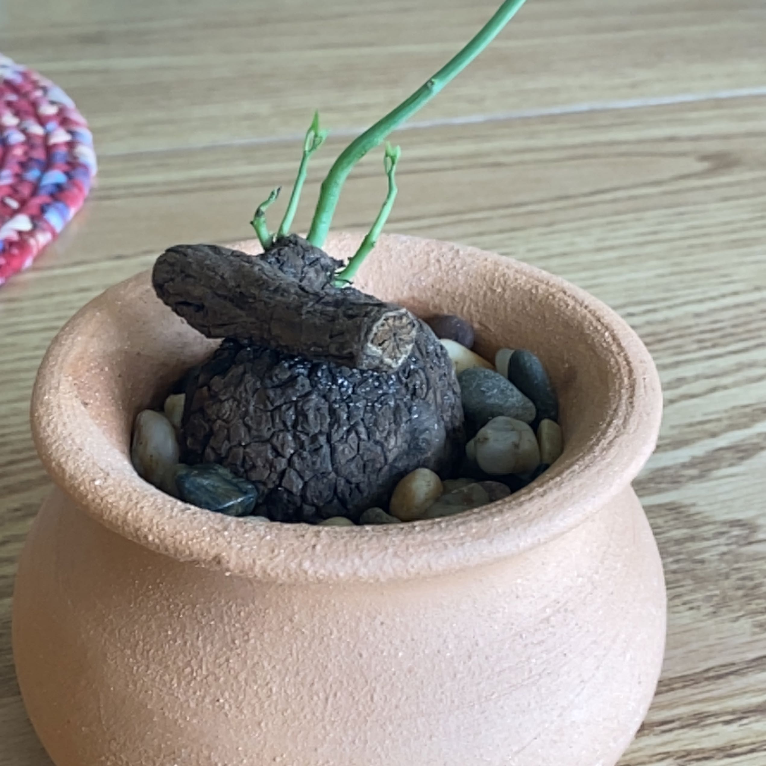 Photo of the plant species Stephania suberosa by @PoshSoftbrome named Baby Stephanie on Greg, the plant care app