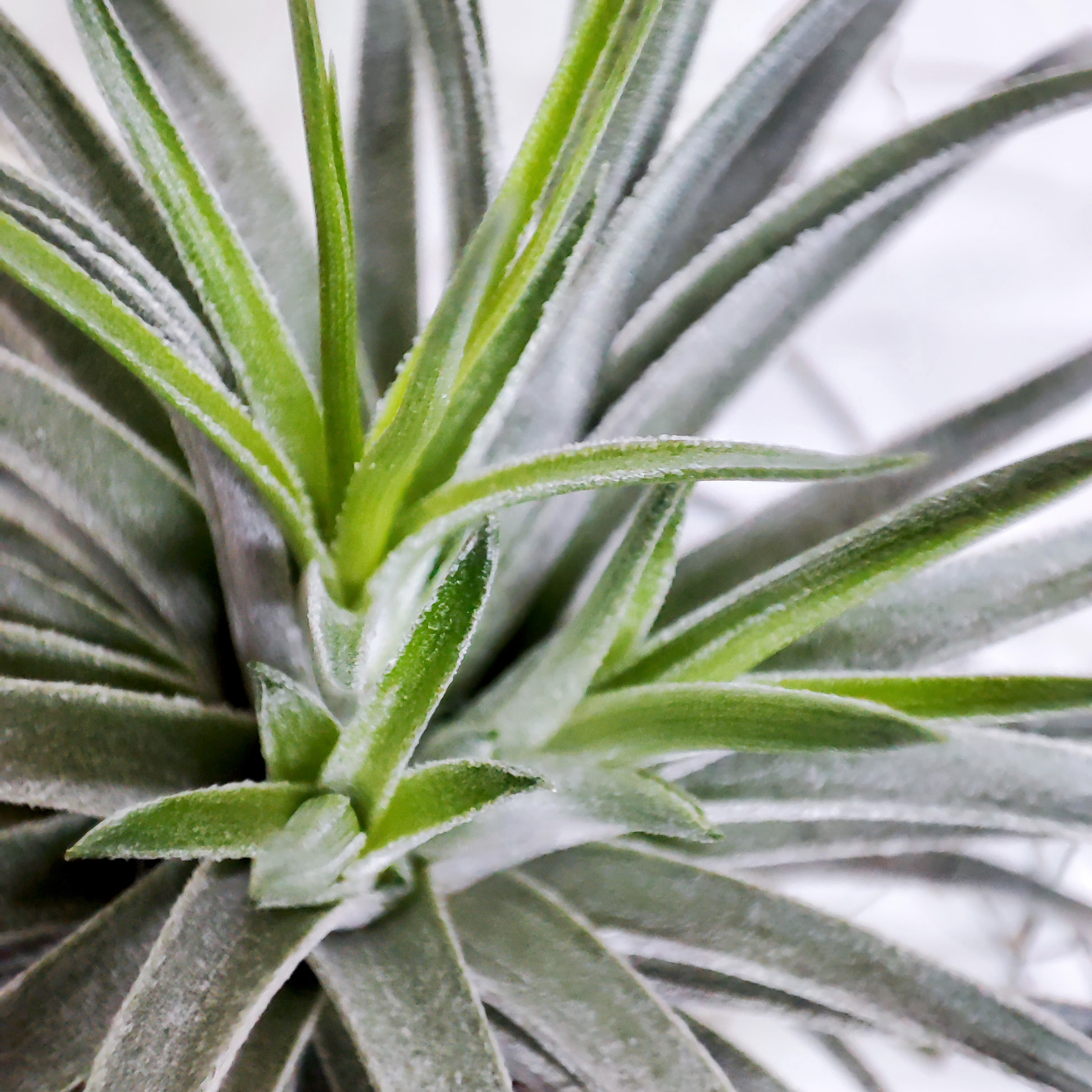 Photo of the plant species Houston Air Plant by @JungleDreamer named Tillandsia Houston Cotton Candy on Greg, the plant care app