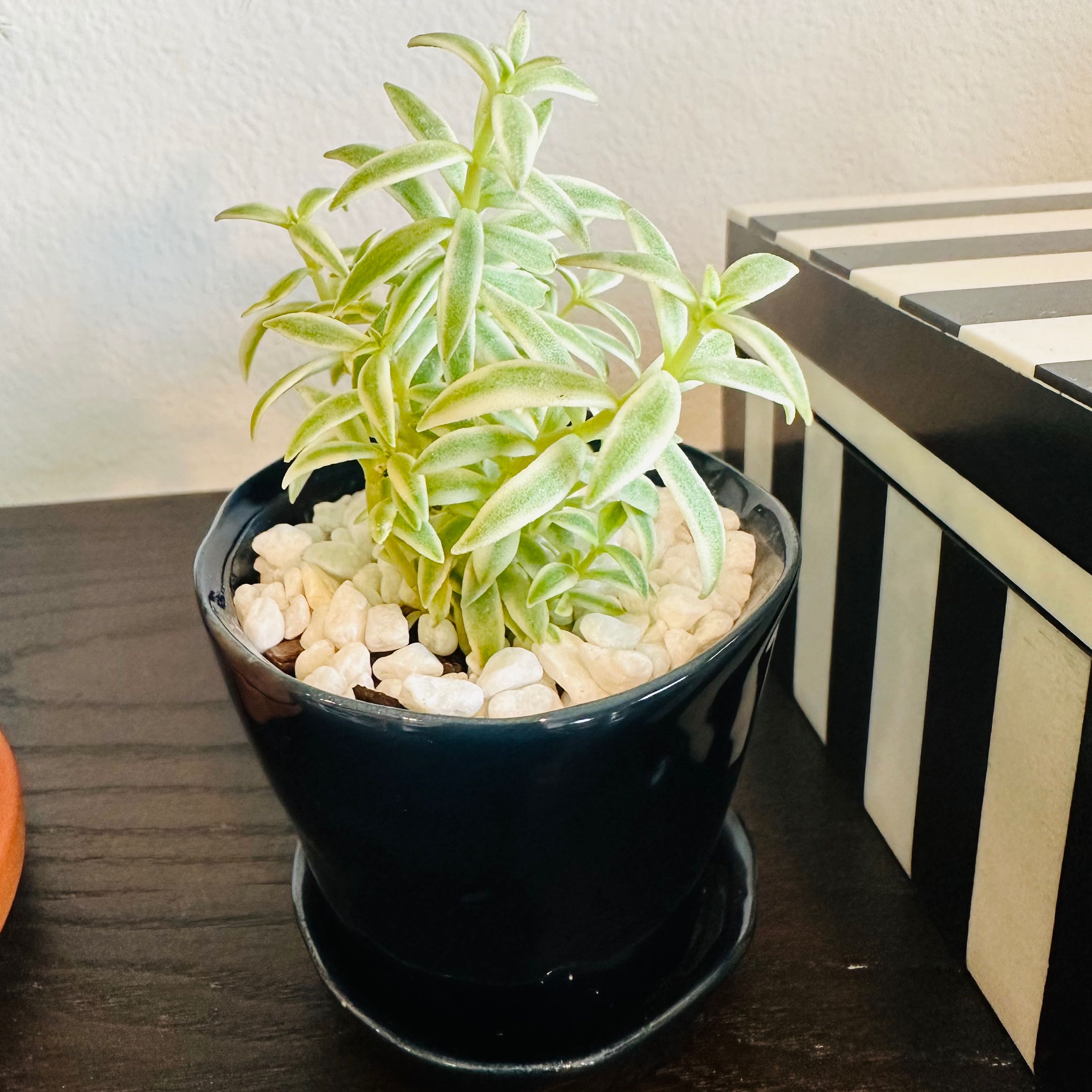 Photo of the plant species Variegated Stone Crop by @JungleDreamer named Madonna- BS-3 on Greg, the plant care app