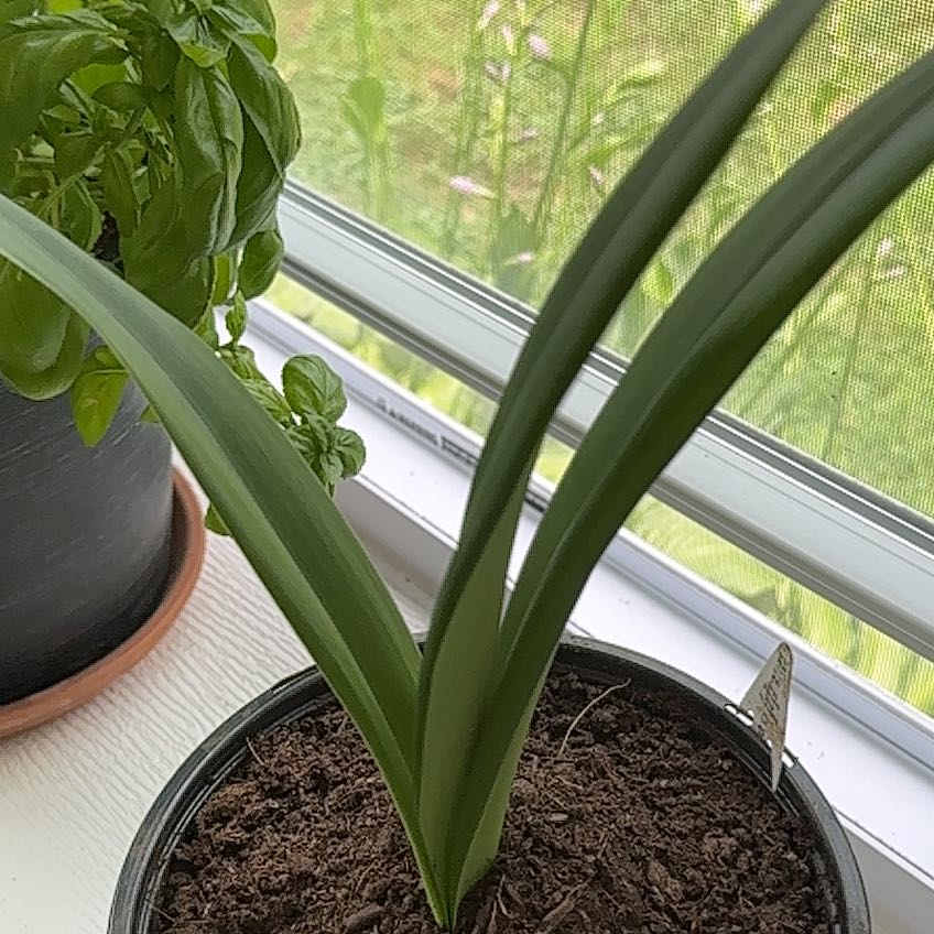 Photo of the plant species Amaryllis 'Denver' by @MeekHappyleaf named amaryllis in on Greg, the plant care app