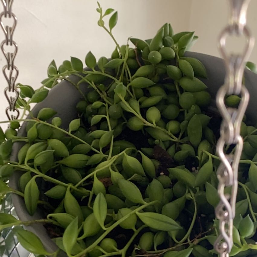 String of Raindrops plant in a hanging pot with vibrant green leaves.