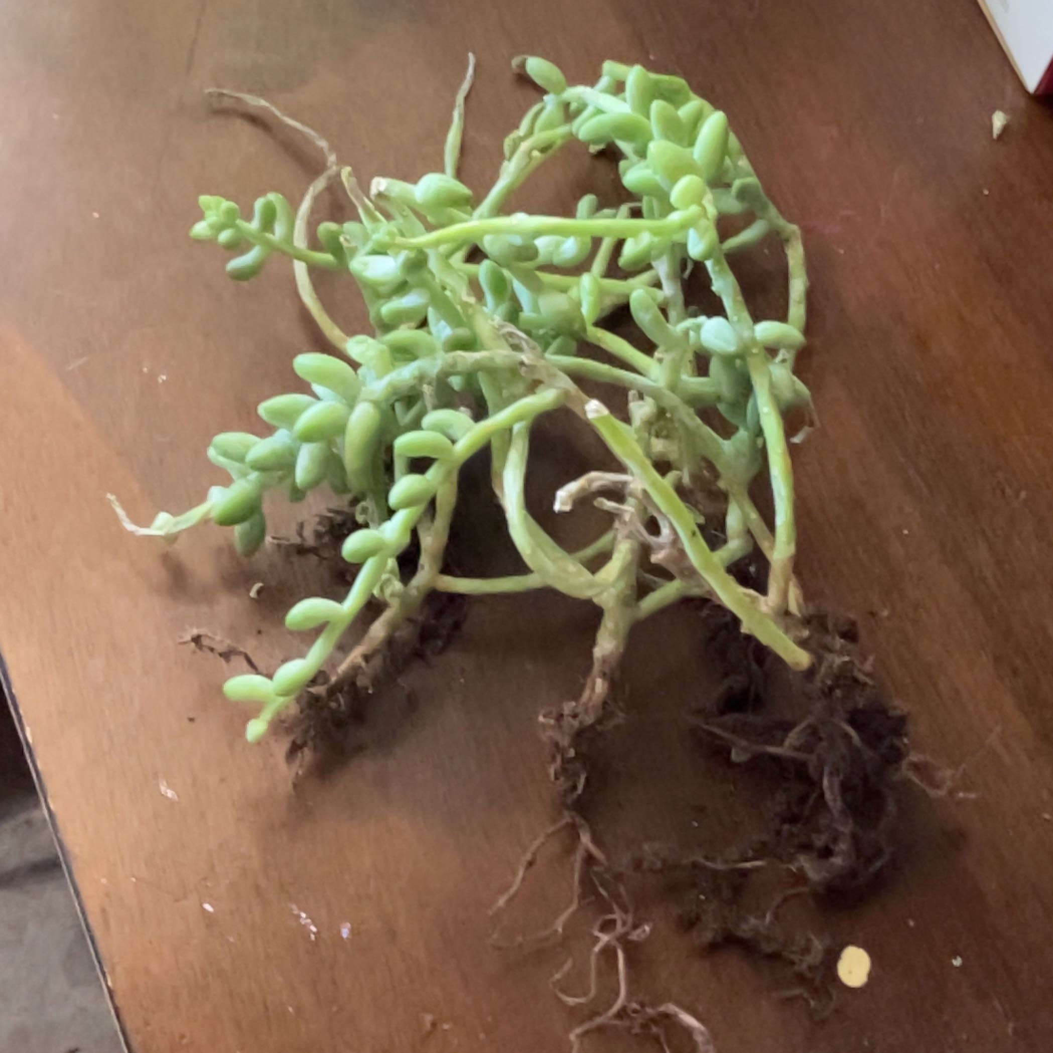 Photo of the plant species Burro's Tail by @StableGarlic named Stella on Greg, the plant care app