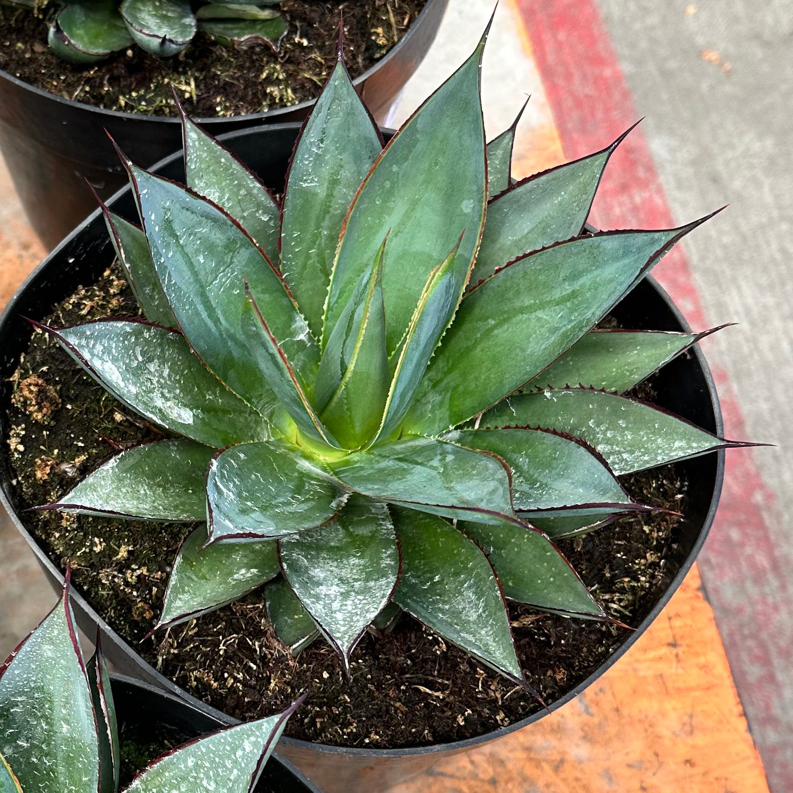 Agave 'Blue Glow' plant in a pot with vibrant green leaves and red edges.