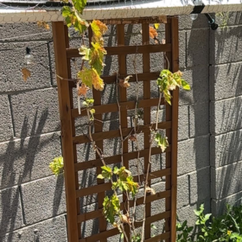 Photo of the plant species Mars Seedless Grape Vine by @GladGoldenseal named Marilyn on Greg, the plant care app