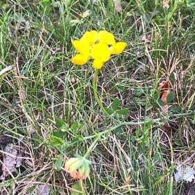 Photo of the plant species Common Bird's-Foot-Trefoil by @SereneTawapou named Delilah on Greg, the plant care app