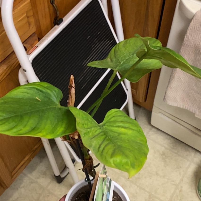 Photo of the plant species Philodendron Nanegalense by @CormBred named Fernie Mercury on Greg, the plant care app