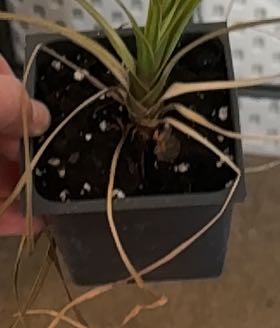 Photo of the plant species Red-Edged Dracaena by @CormBred named Ronaldo on Greg, the plant care app