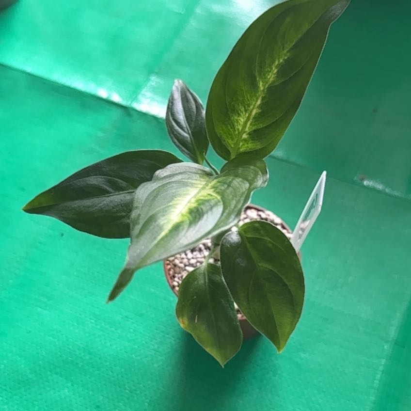 Photo of the plant species Dumb Cane by @CormBred named Taylor Swift on Greg, the plant care app