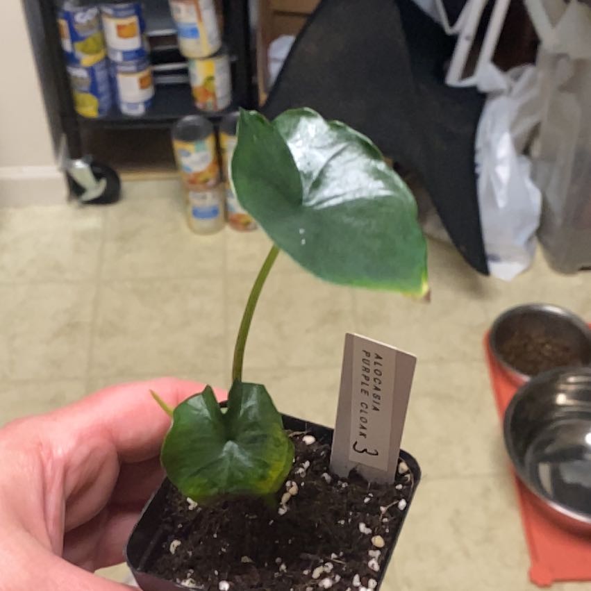 Photo of the plant species Alocasia Purple Cloak by @CormBred named Oscar on Greg, the plant care app