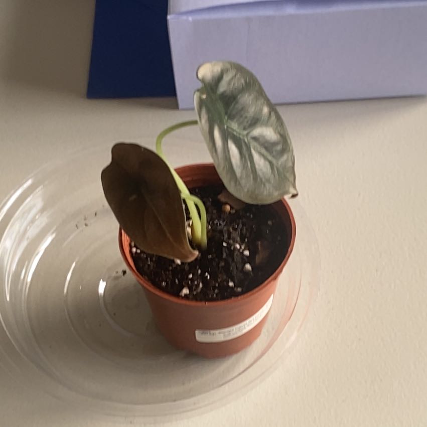 Photo of the plant species Alocasia Red Cuprea by @CormBred named Fernie Mac on Greg, the plant care app