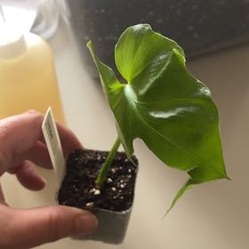 Photo of the plant species Philodendron selloum 'Golden' by @CormBred named ChloroPhil on Greg, the plant care app