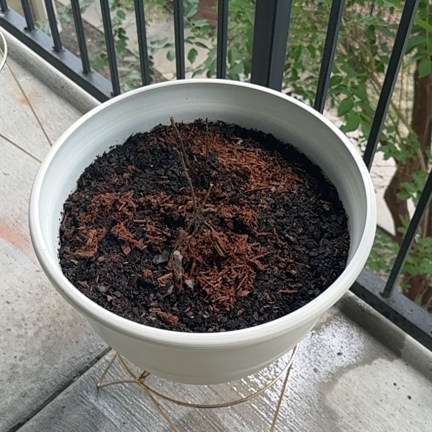 Photo of the plant species New Jersey Blueberry by @Carmelboi101 named Hemingway on Greg, the plant care app