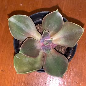 Photo of the plant species Echeveria 'Petra's Perle' by @HooraySilkyoak named Petra on Greg, the plant care app