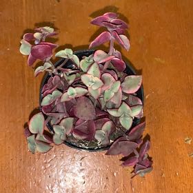 Photo of the plant species Calico Kitten by @HooraySilkyoak named Scarlett on Greg, the plant care app