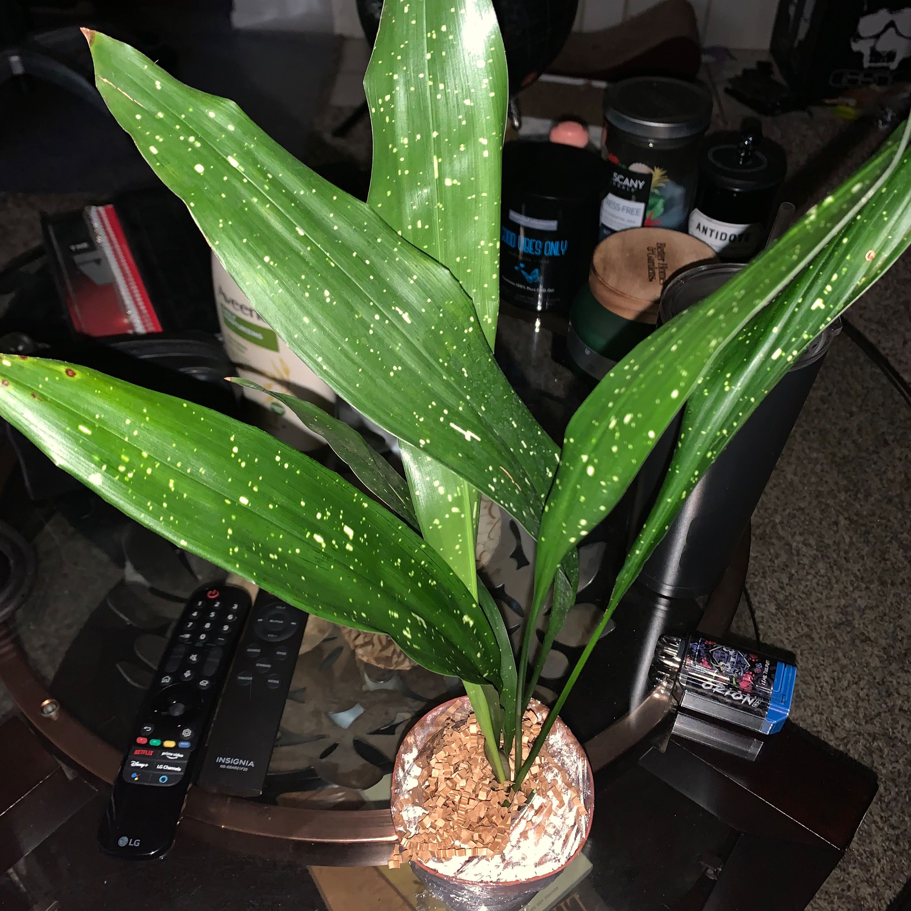 Cast Iron Milky Way plant with green leaves and white speckles in a pot on a table.