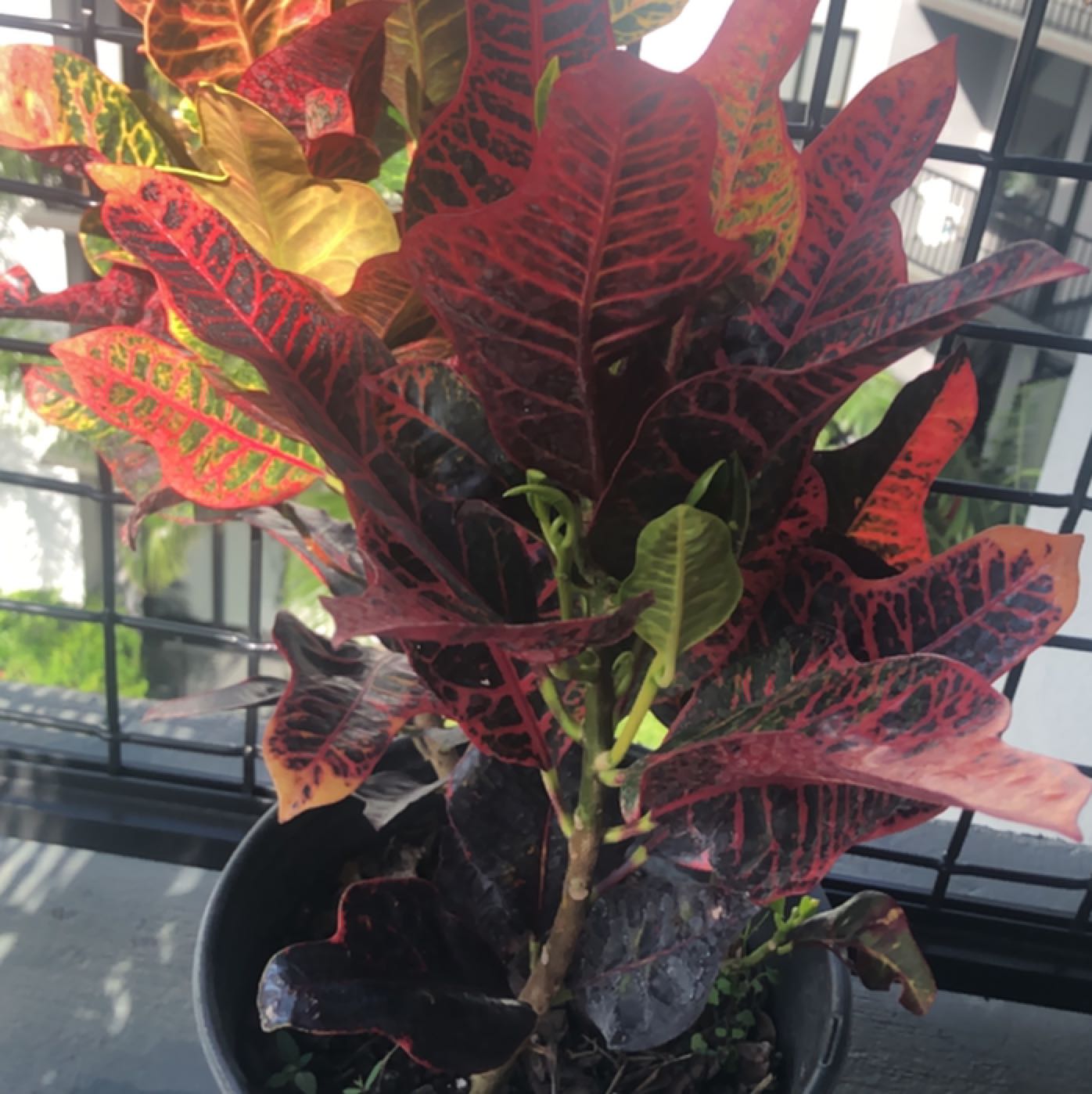 Photo of the plant species Croton 'Excellent' by @ZippyPapaya named Eva on Greg, the plant care app