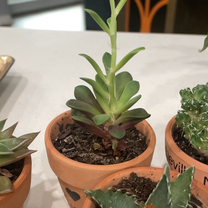 Photo of the plant species Red Carpet Crassula by @ManyAjídulce named Kardashian on Greg, the plant care app