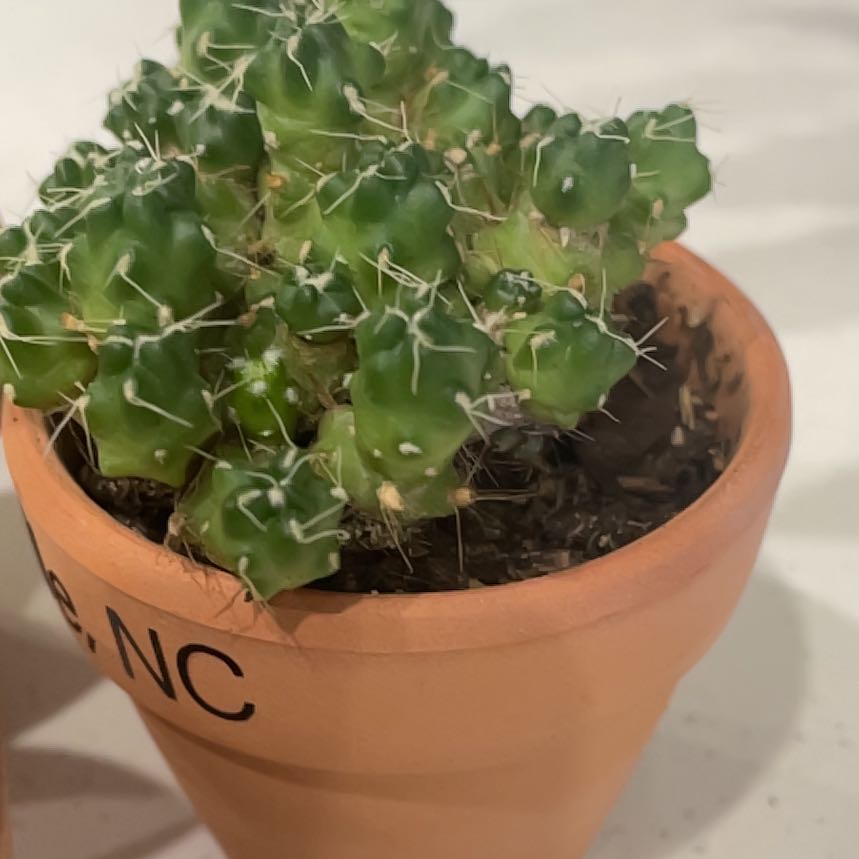 Photo of the plant species Maihueniopsis Subterranea by @ManyAjídulce named Harper on Greg, the plant care app