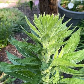 Photo of the plant species Redsepal Evening Primrose by @GeniusPeyote named Mochi on Greg, the plant care app