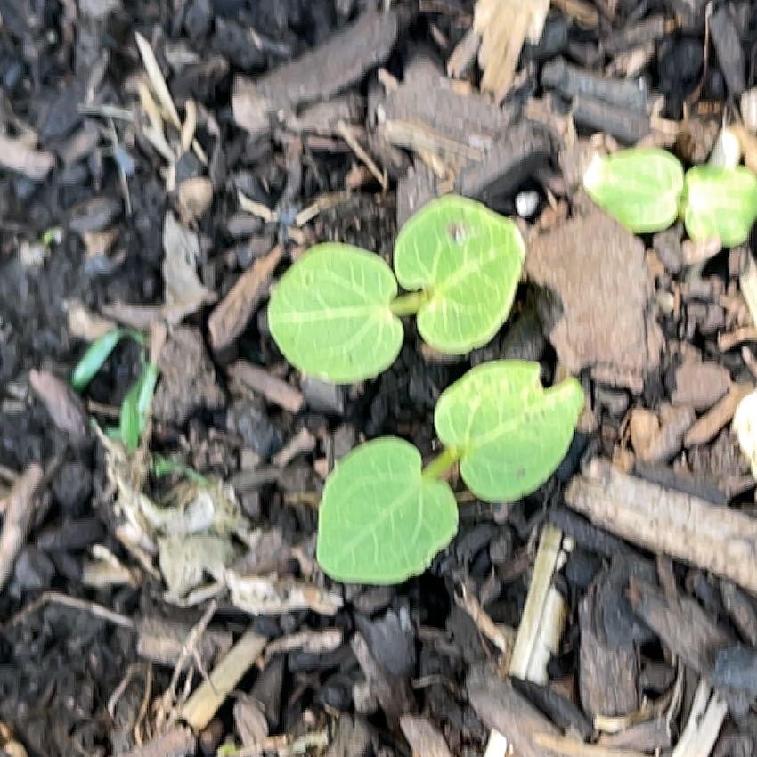 Photo of the plant species kawakawa by @GeniusPeyote named Morgan Treeman on Greg, the plant care app