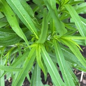 Photo of the plant species Panicled Aster by @GeniusPeyote named Bigleef Smalls on Greg, the plant care app