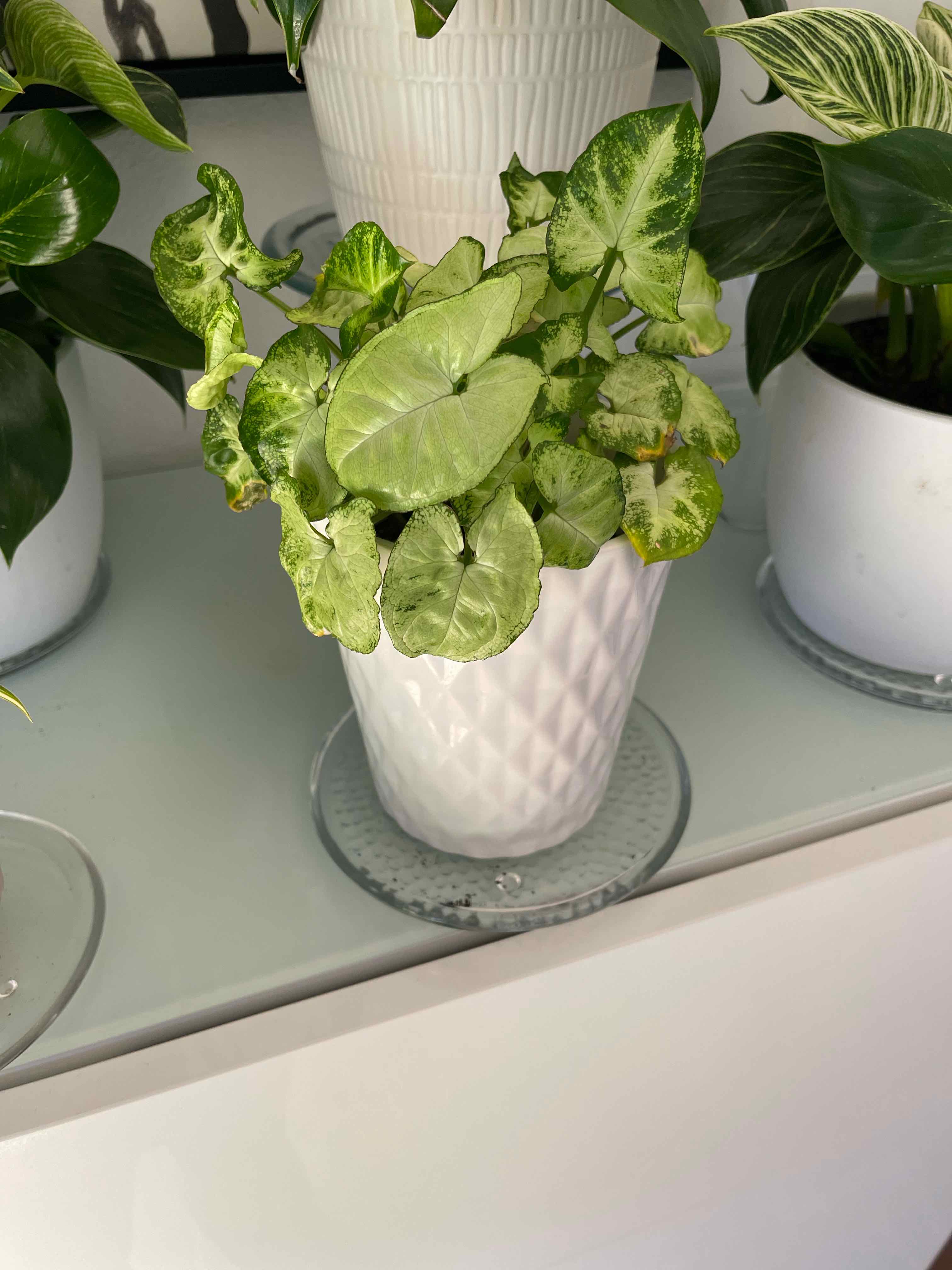 Syngonium Pixie plant in a white pot, healthy green leaves, well-framed.