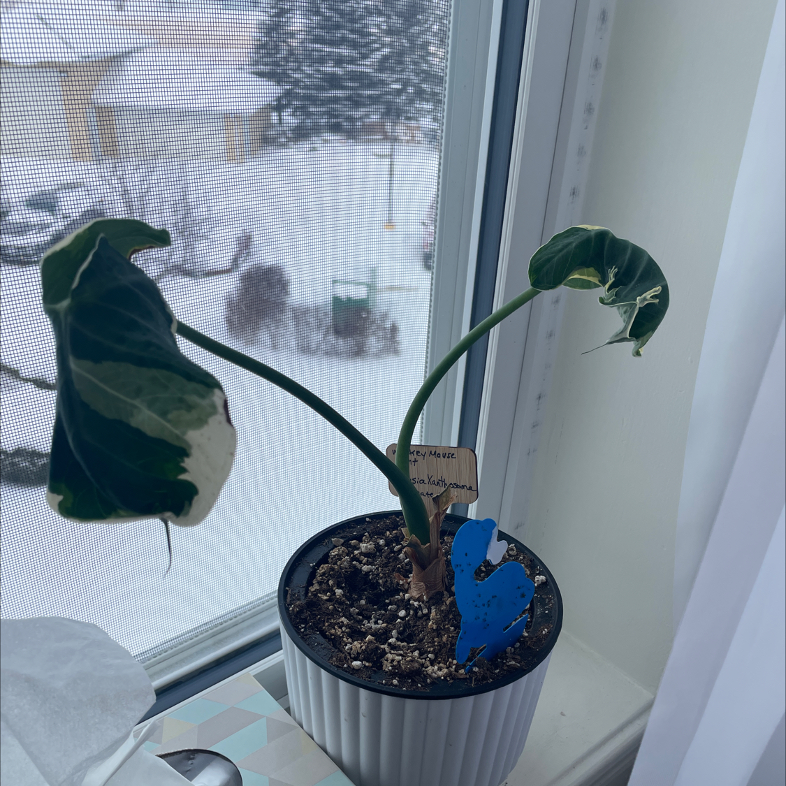 Photo of the plant species Mickey Mouse Plant by @FantasticSalal named Amos on Greg, the plant care app