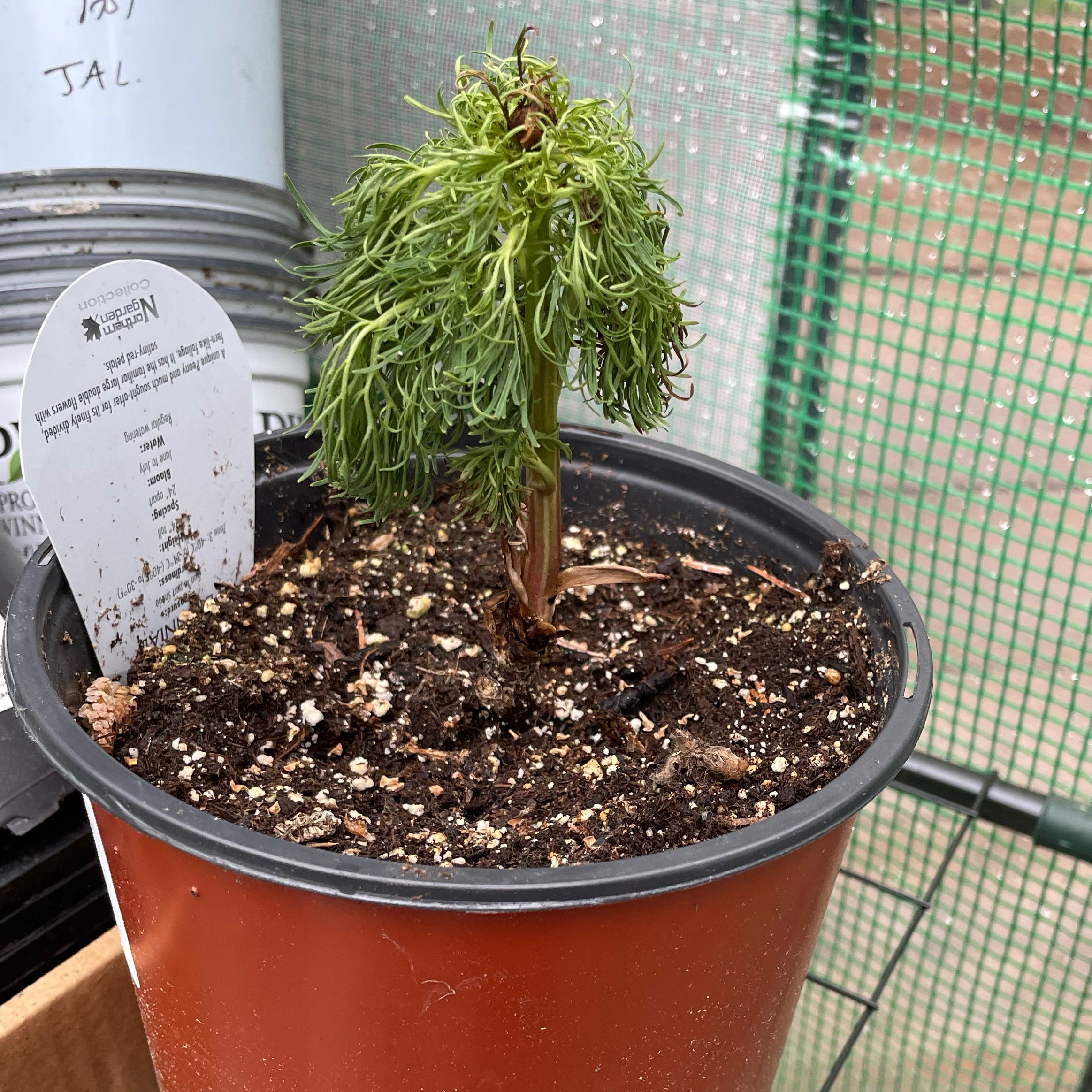 Photo of the plant species Fernleaf Peony by @FantasticSalal named Helen on Greg, the plant care app