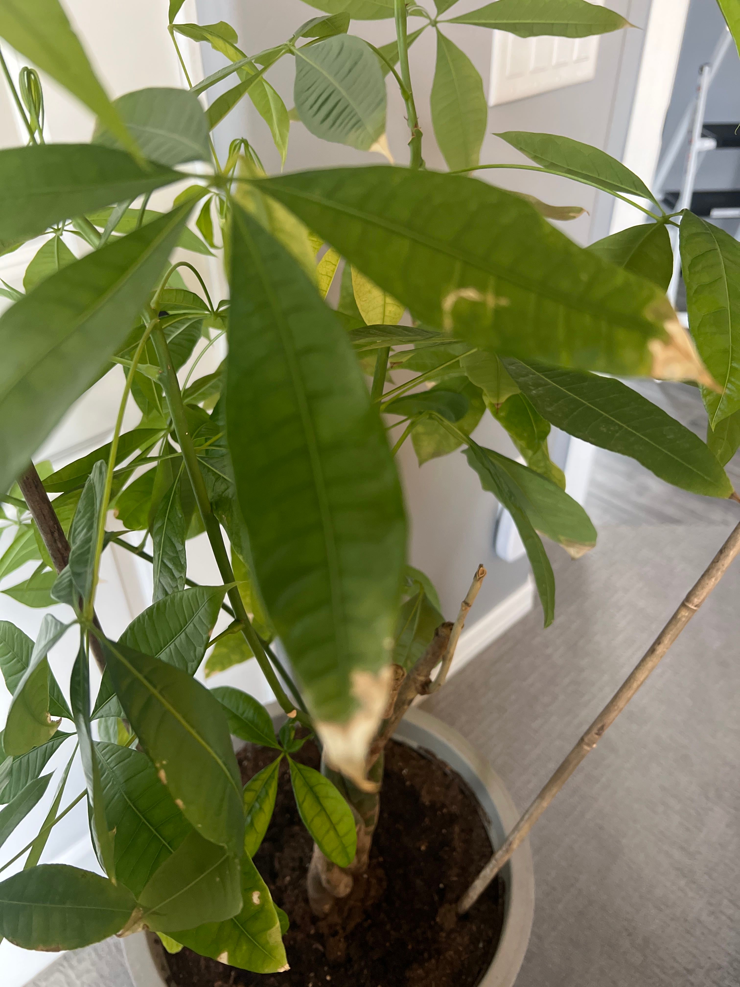 what-is-causing-these-brown-spots-on-my-money-tree-am-i