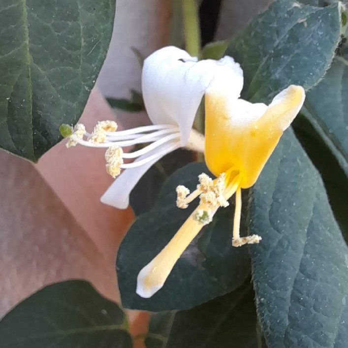 Photo of the plant species Italian Honeysuckle by @ShapelyRosea named Sage on Greg, the plant care app