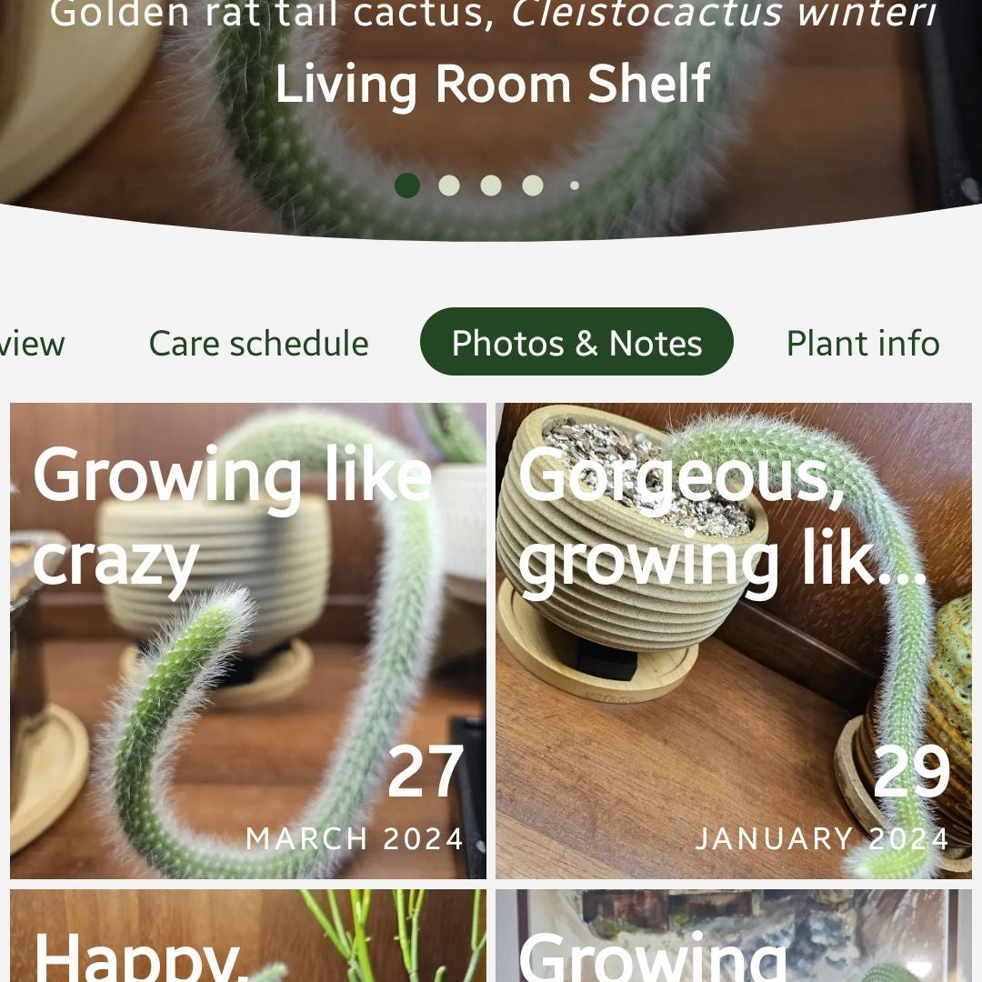 Monkey Tail Plant Care: Water, Light, Nutrients | Greg App 🌱